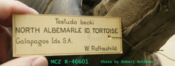 Media type: image; Herpetology R-46601